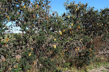 Banksia marginata plants Denzel Murfet Willow Creek